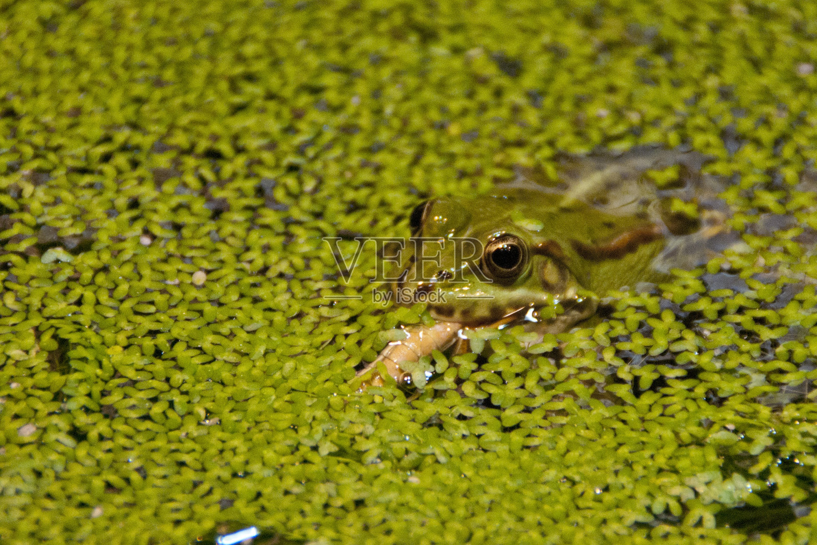 绿色的小青蛙照片摄影图片