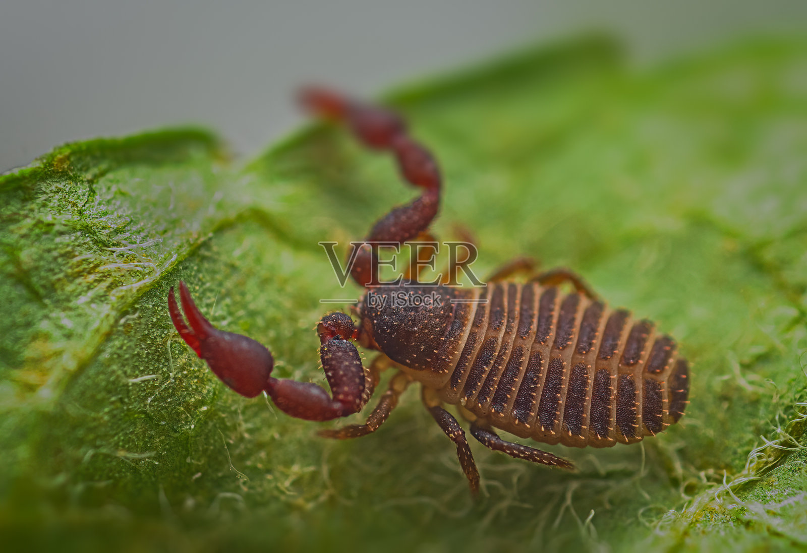 微型假蝎子的近距离微距图像照片摄影图片