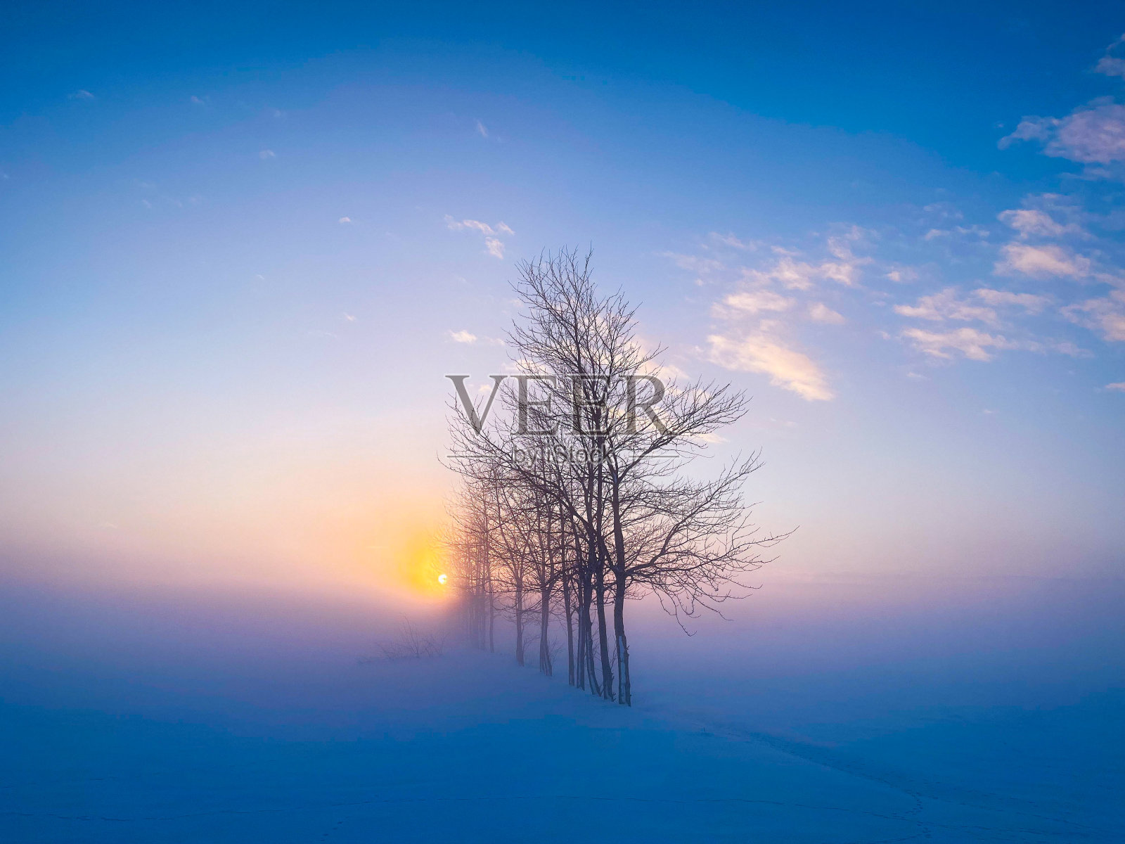 早晨太阳升起的时候，树木在冬天照片摄影图片