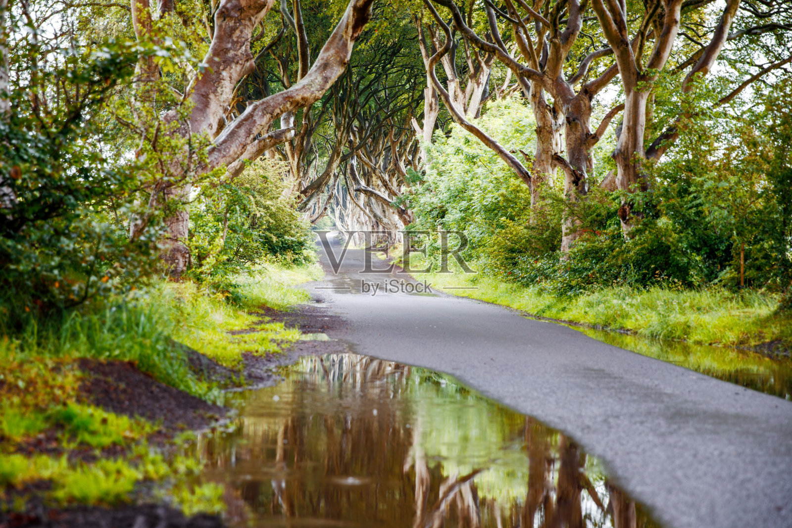 壮观的黑暗树篱安特里姆县，北爱尔兰多云的雾天。沿着阿莫伊和斯特拉诺科姆之间的布雷加格路的山毛榉林荫大道。没有游客的空旷道路照片摄影图片