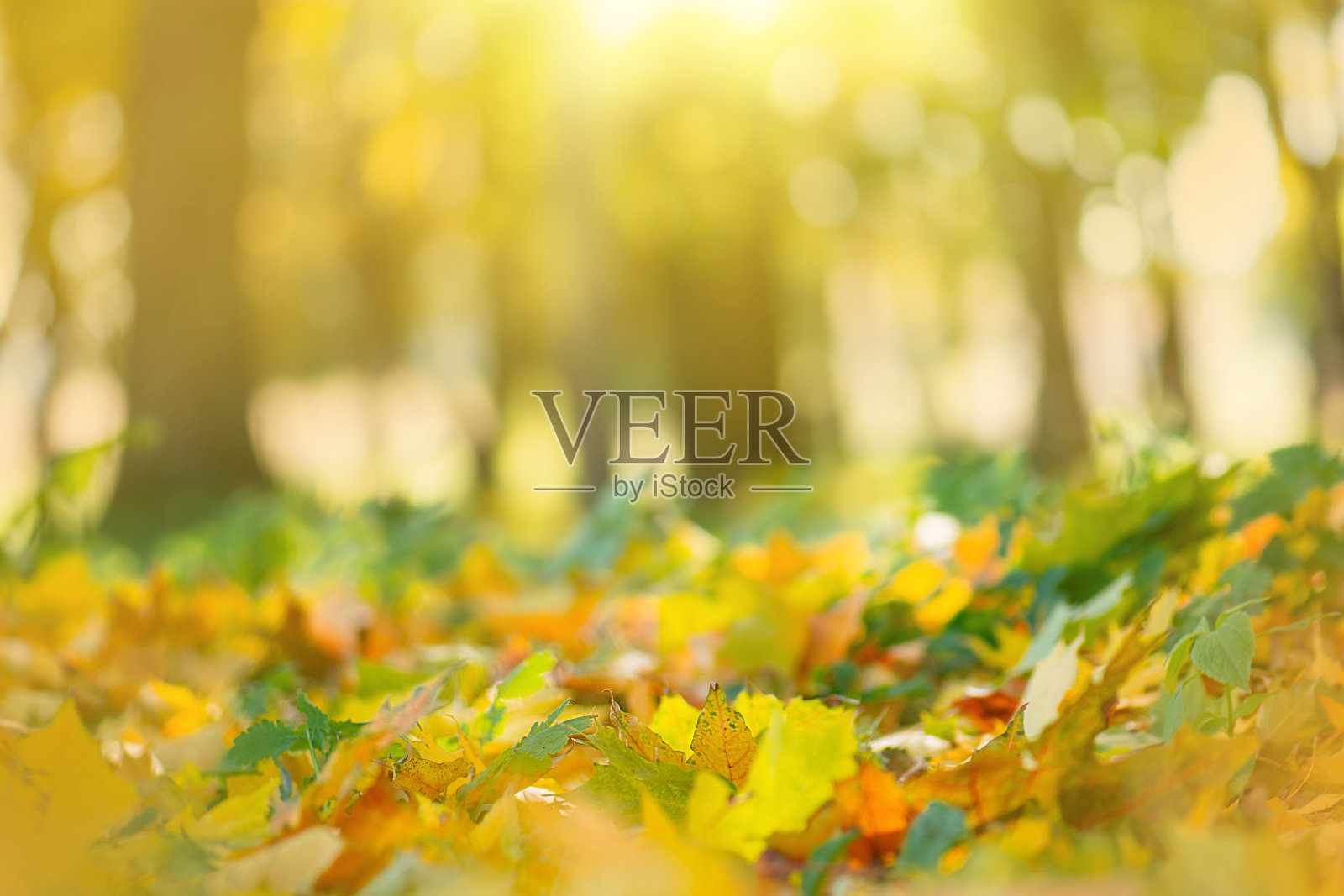 缤纷美丽的落叶背景。黄色的，橙色的，红色的叶子落下了。照片摄影图片