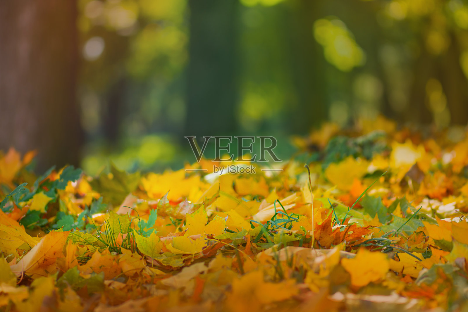 秋天落叶的自然背景。秋叶飘落，旋转照片摄影图片