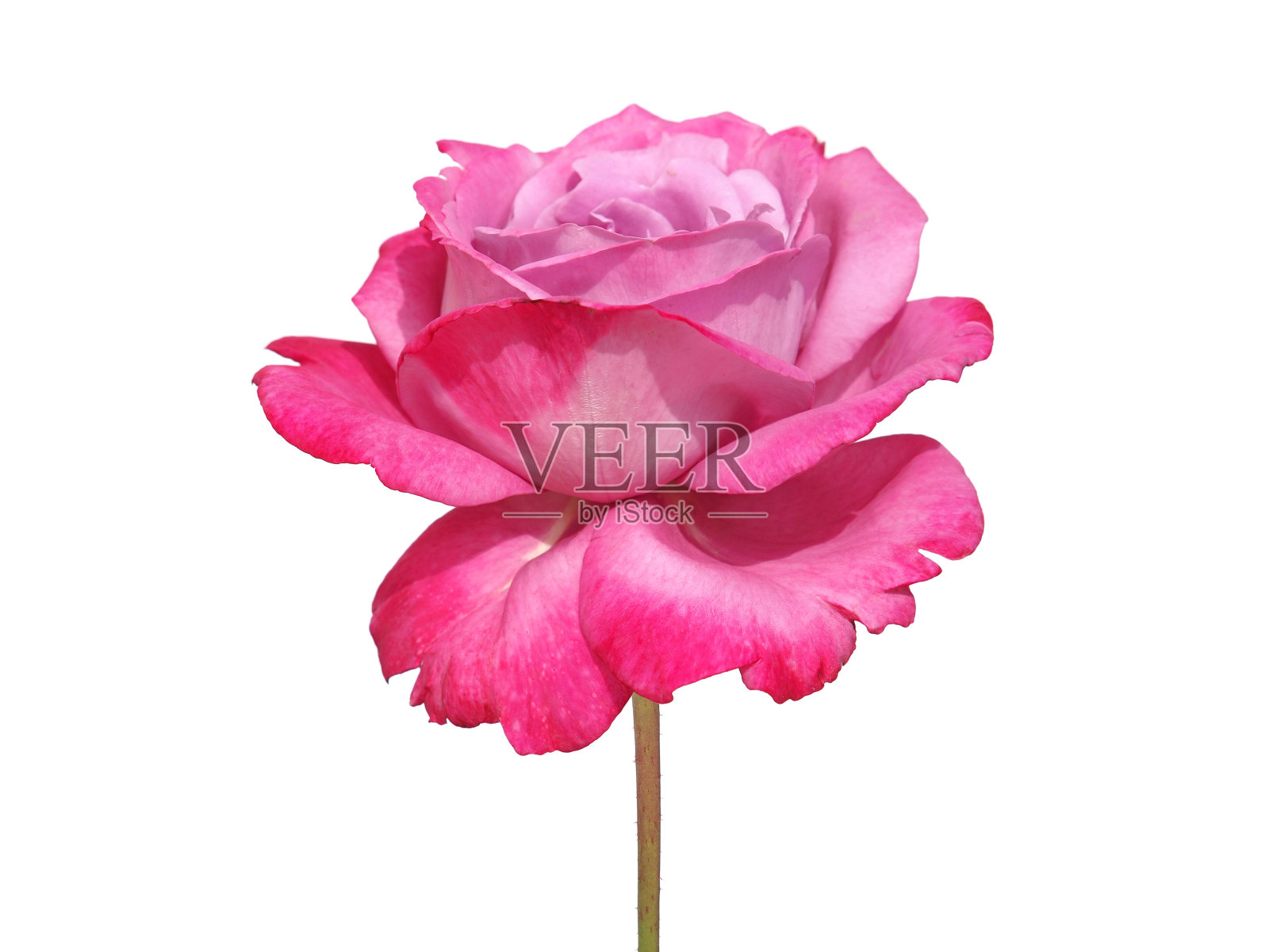 单瓣粉红色玫瑰花，花瓣孤立，白色背景照片摄影图片