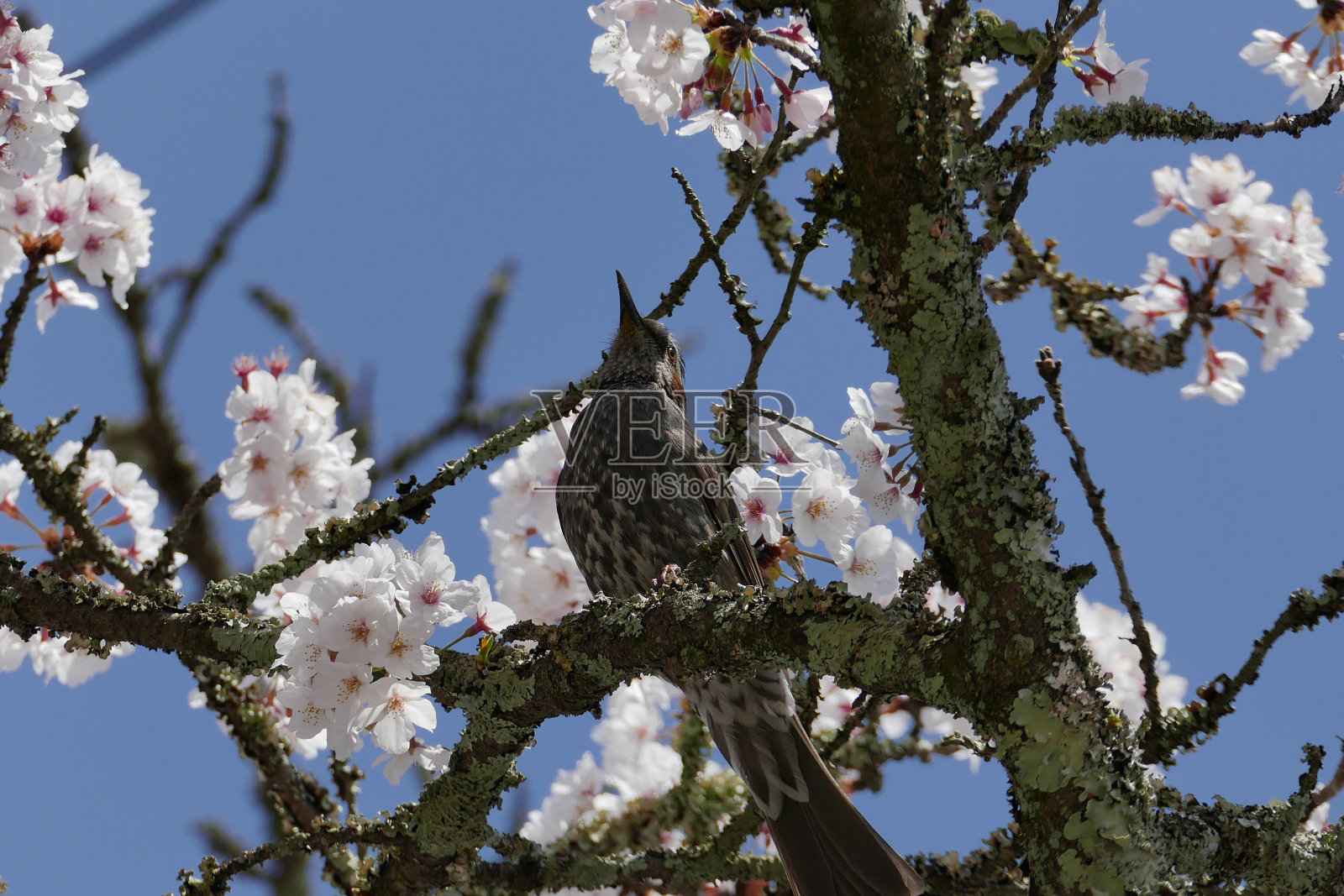 来吸食蓝天下樱桃树的花蜜的白头翁照片摄影图片