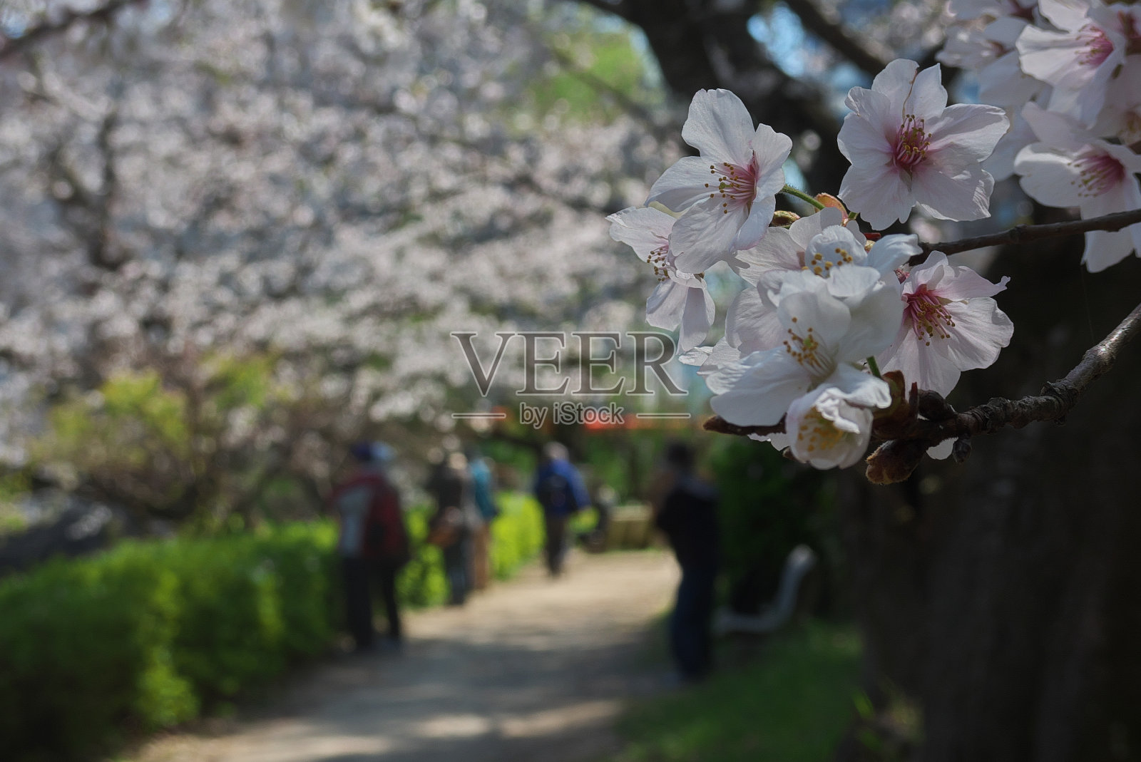 樱桃树和盛开的樱花的特写照片摄影图片