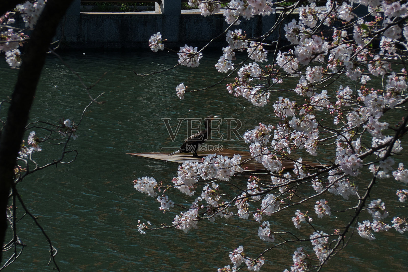一件夹克，伫立在樱花盛开的护城河上照片摄影图片