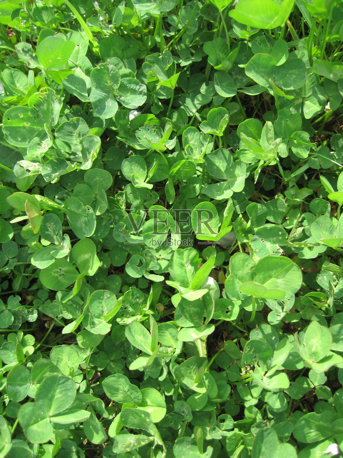 白车轴草照片摄影图片