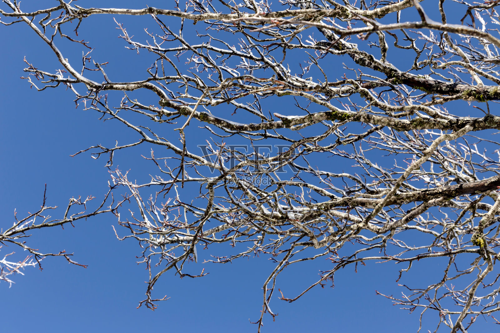 结霜的树枝与冬天的雪在背景蓝色的天空。照片摄影图片