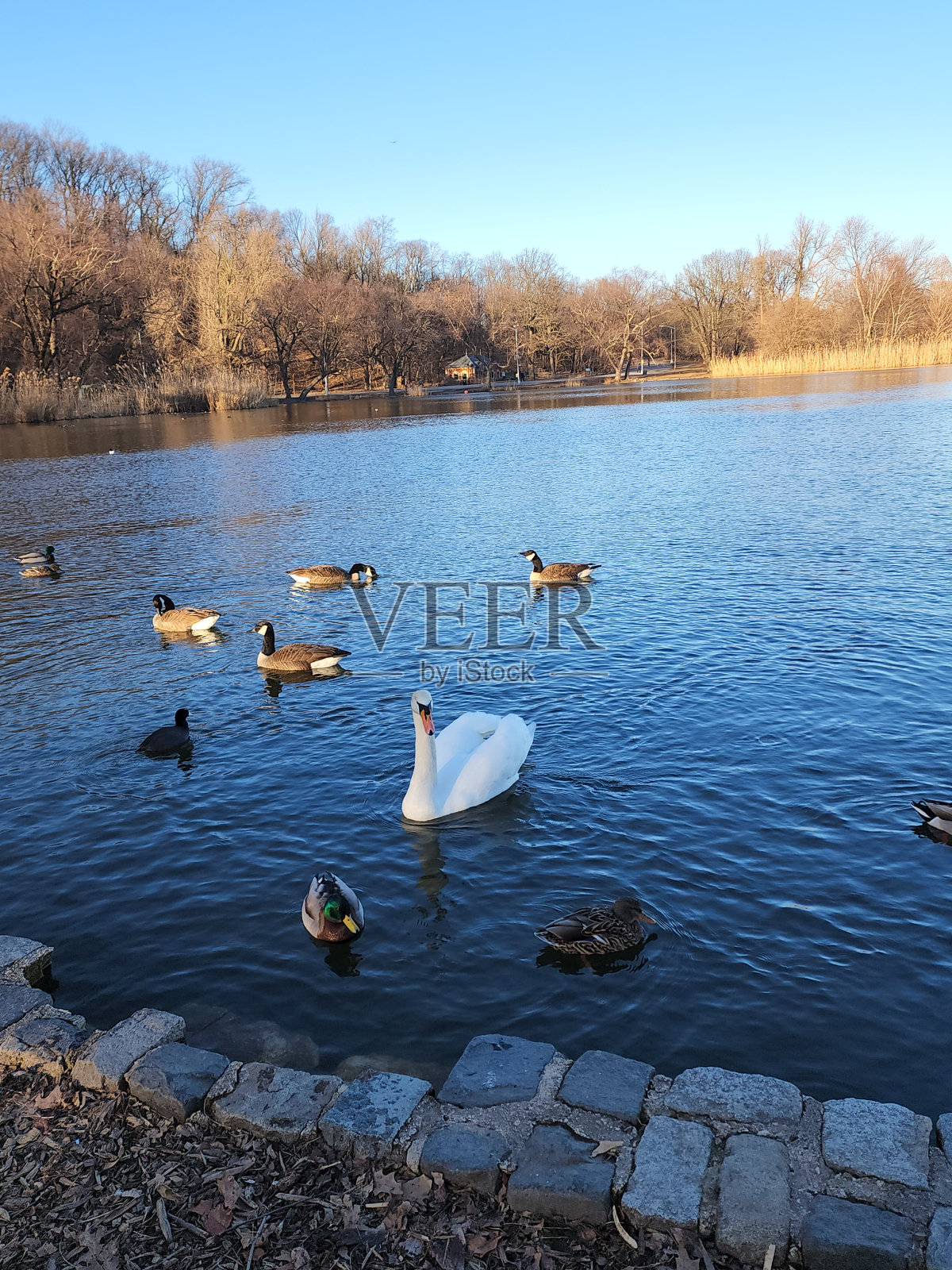 海鸥在中央公园的湖里游泳照片摄影图片