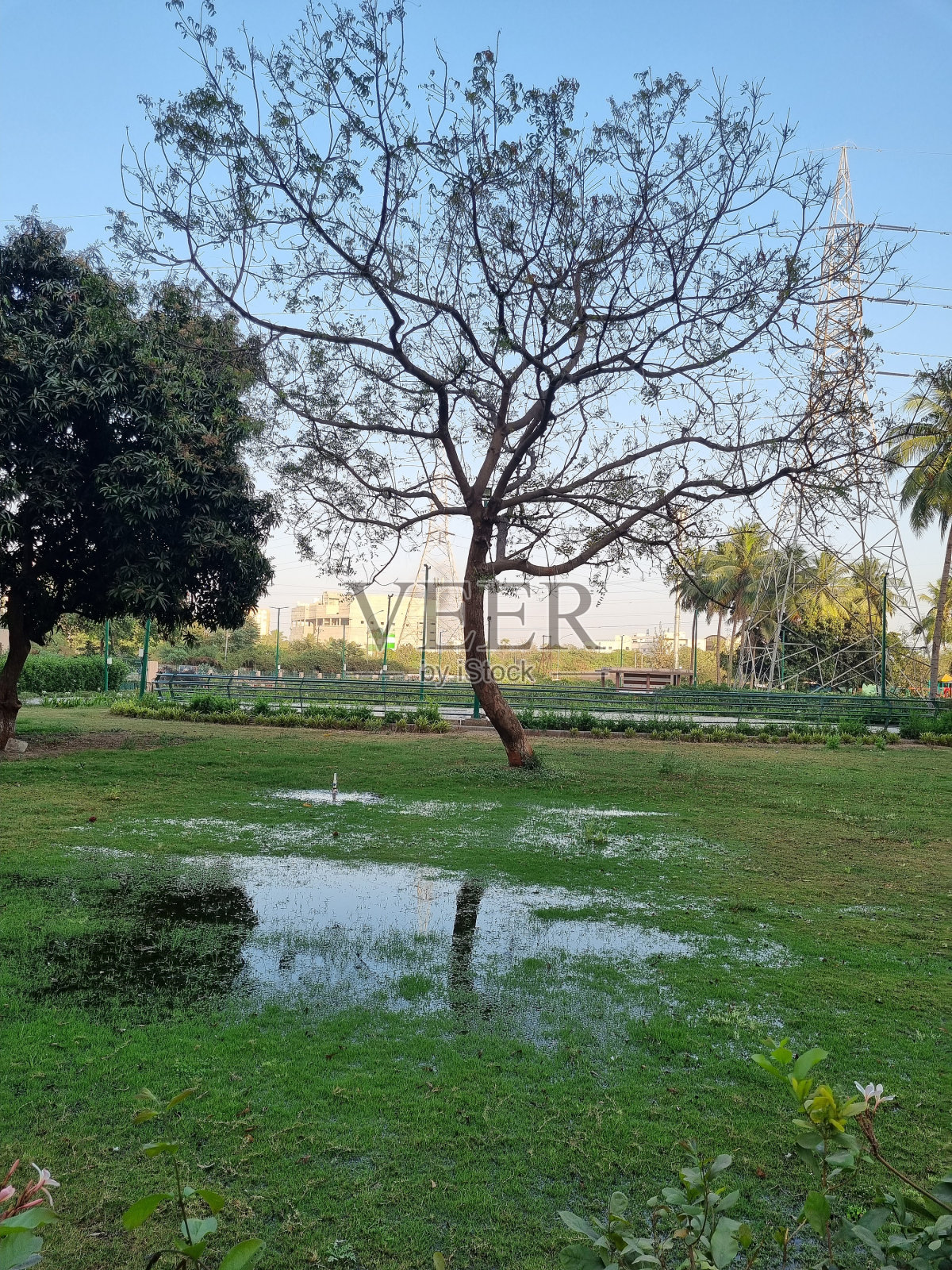 花园里的孤独树照片摄影图片