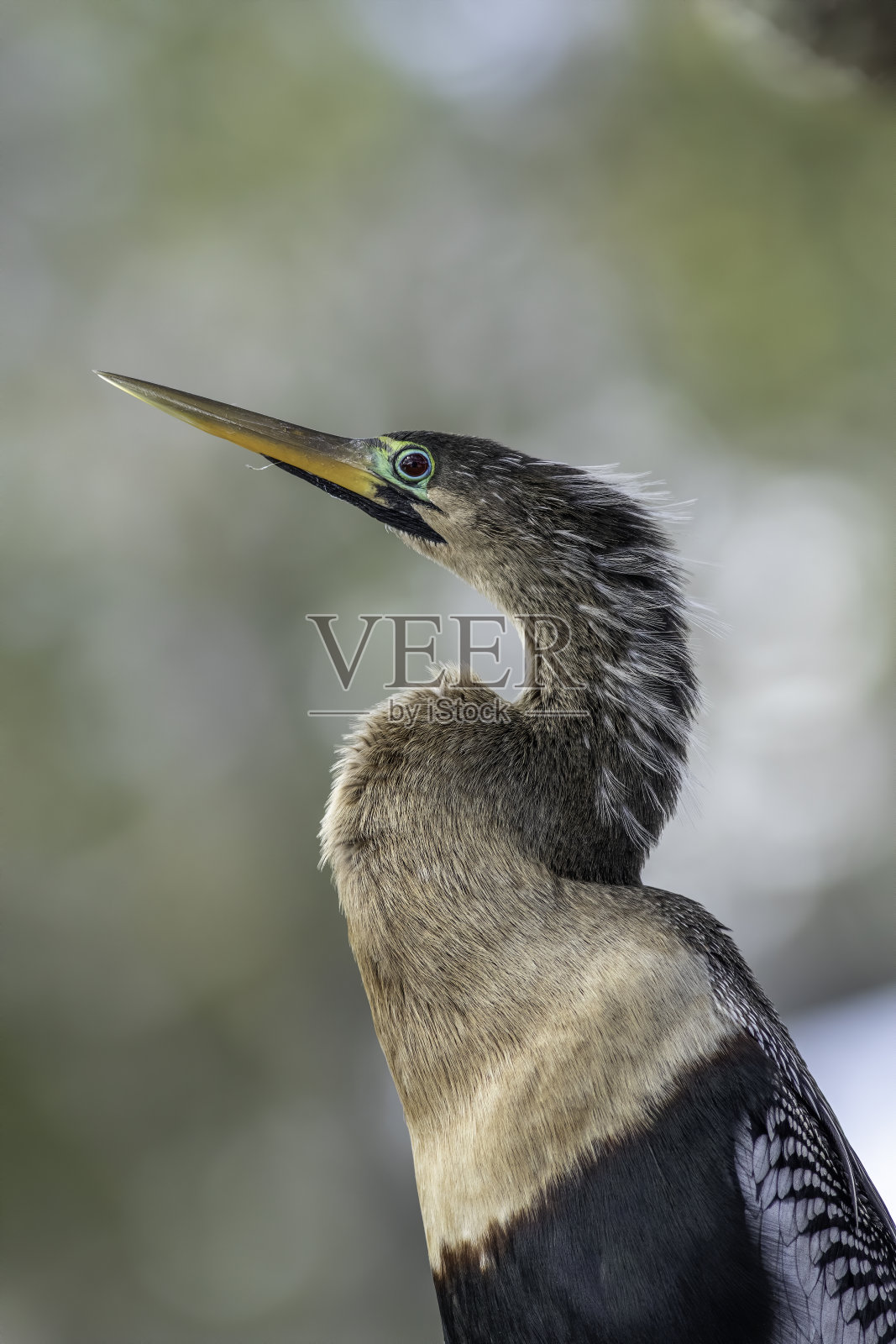 美洲蛇鸟近距离照片摄影图片