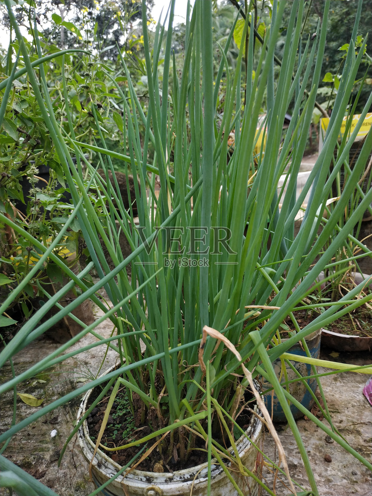 准备在院子里的花盆里收获韭菜。照片摄影图片