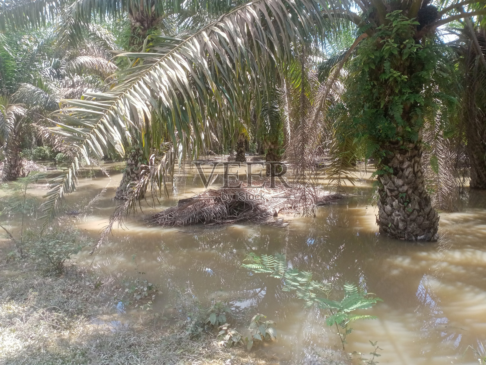棕榈油种植园遭受水灾照片摄影图片