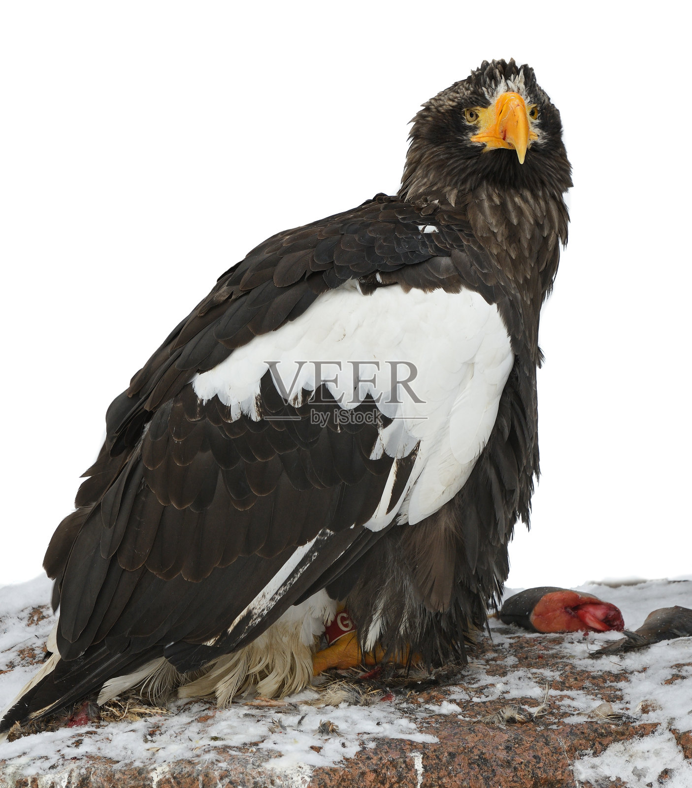 虎头海雕(海带海雕)与鱼在冬季照片摄影图片