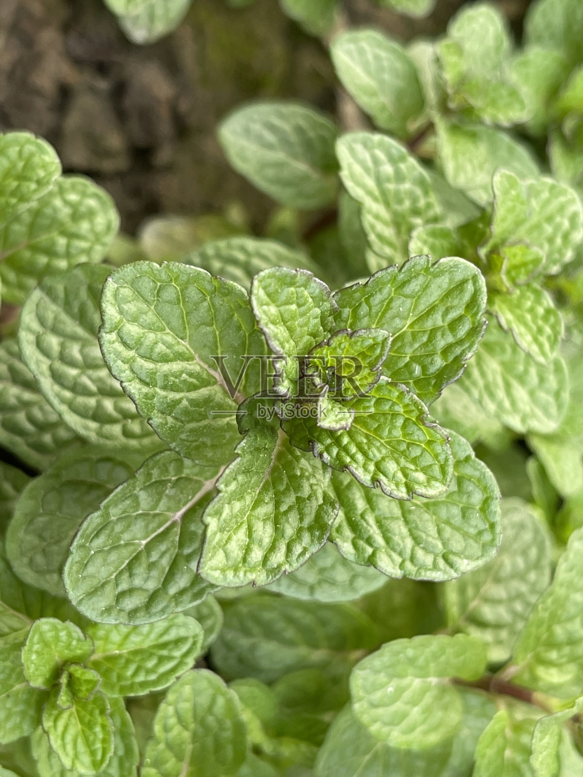 薄荷叶子特写镜头照片摄影图片