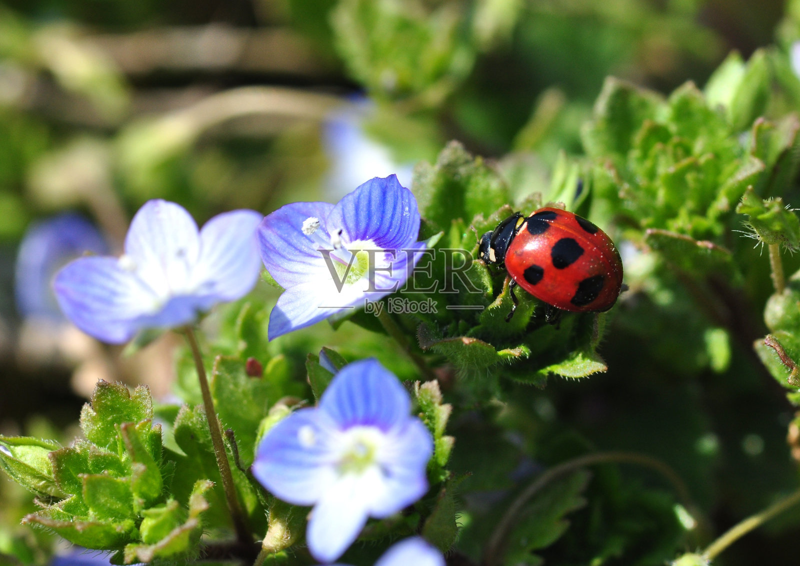 瓢虫照片摄影图片
