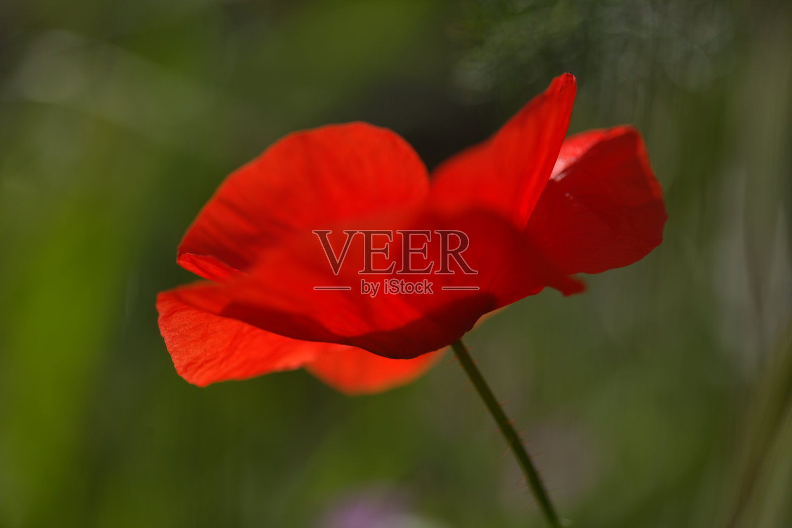 大加纳利岛的植物- Papaver rhoeas，常见的罂粟照片摄影图片