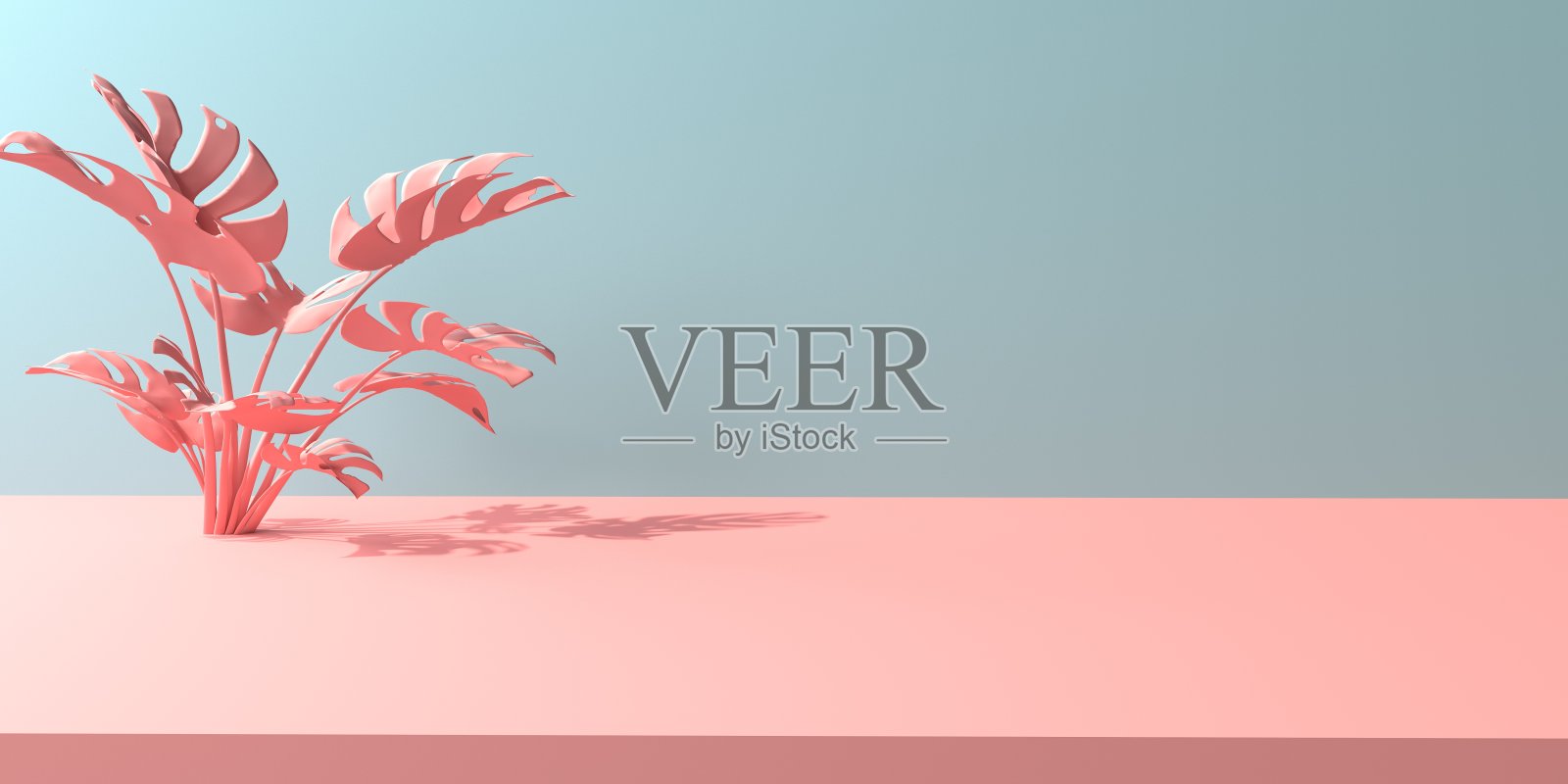 热带怪物带着阴影的叶子照片摄影图片