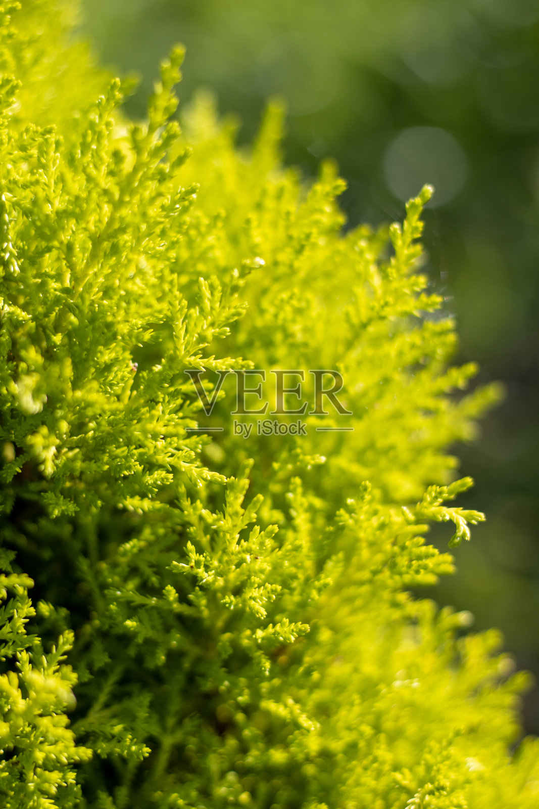 植物的详细照片，绿色的雪松树枝，观赏植物。照片摄影图片