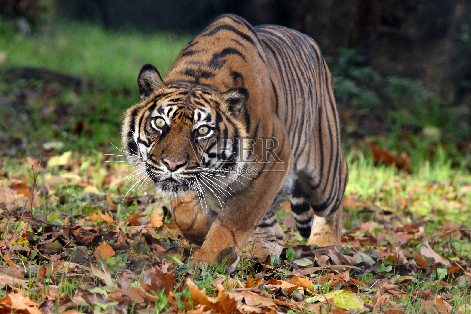 徘徊的老虎股票照片照片摄影图片