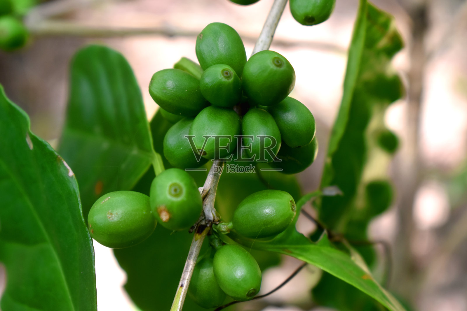 新鲜的生咖啡豆在咖啡树上的特写-有机阿拉比卡咖啡树生长在泰国东北部。照片摄影图片