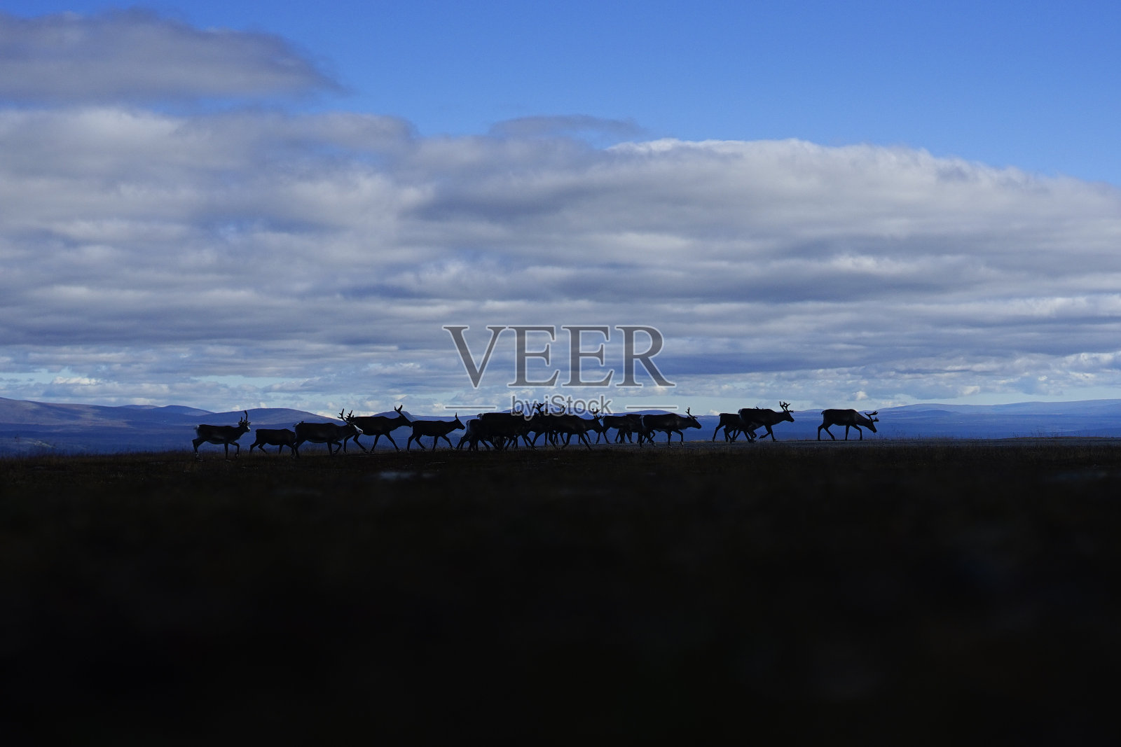 一群驯鹿照片摄影图片