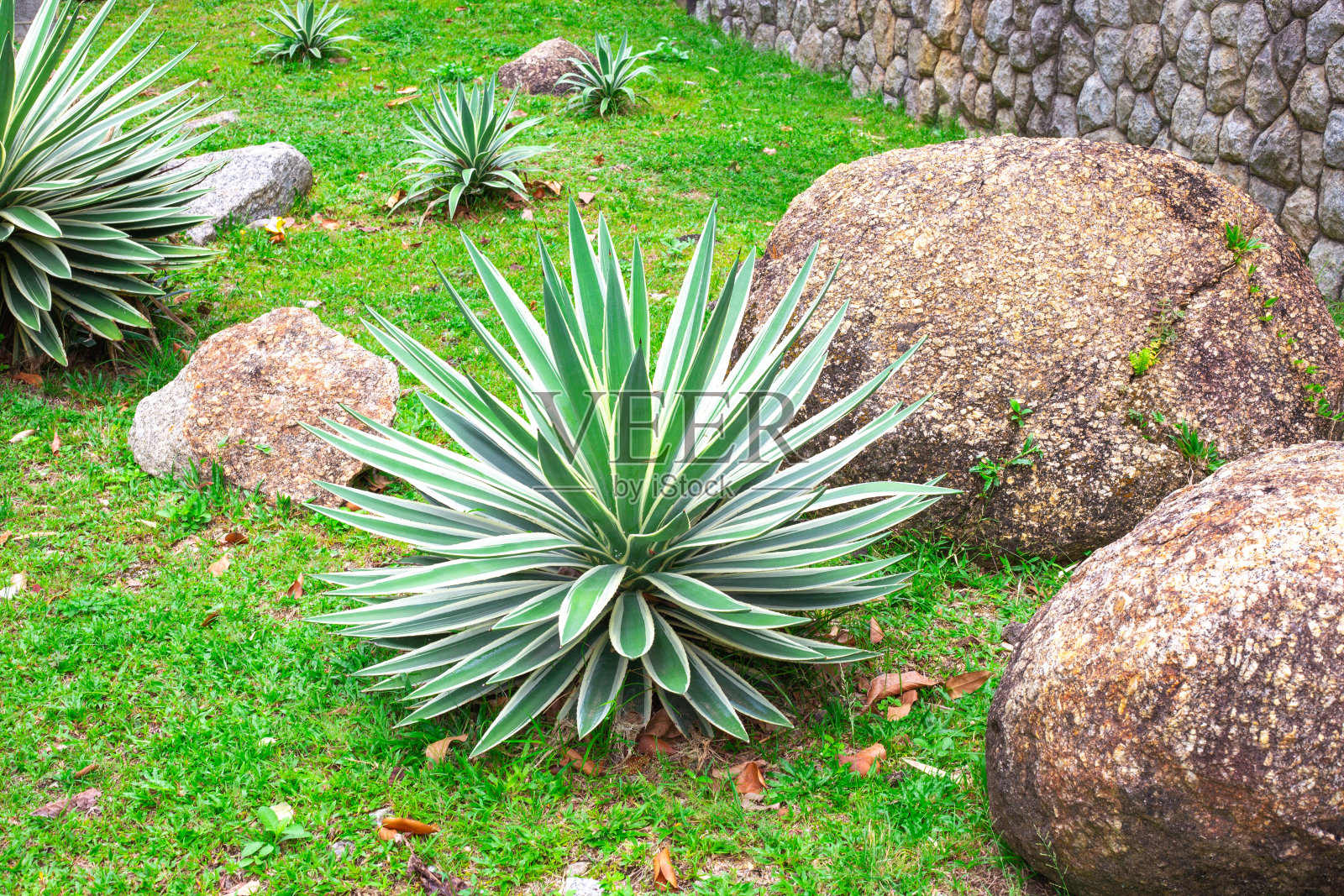 丝状丝兰生长在岩石中，叶子上有白色脉纹。美化一个花园的地块照片摄影图片