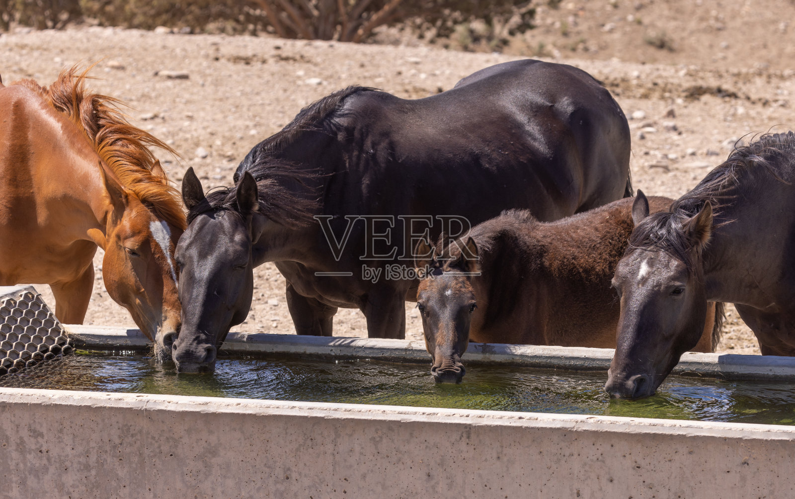 犹他州沙漠中的野马照片摄影图片