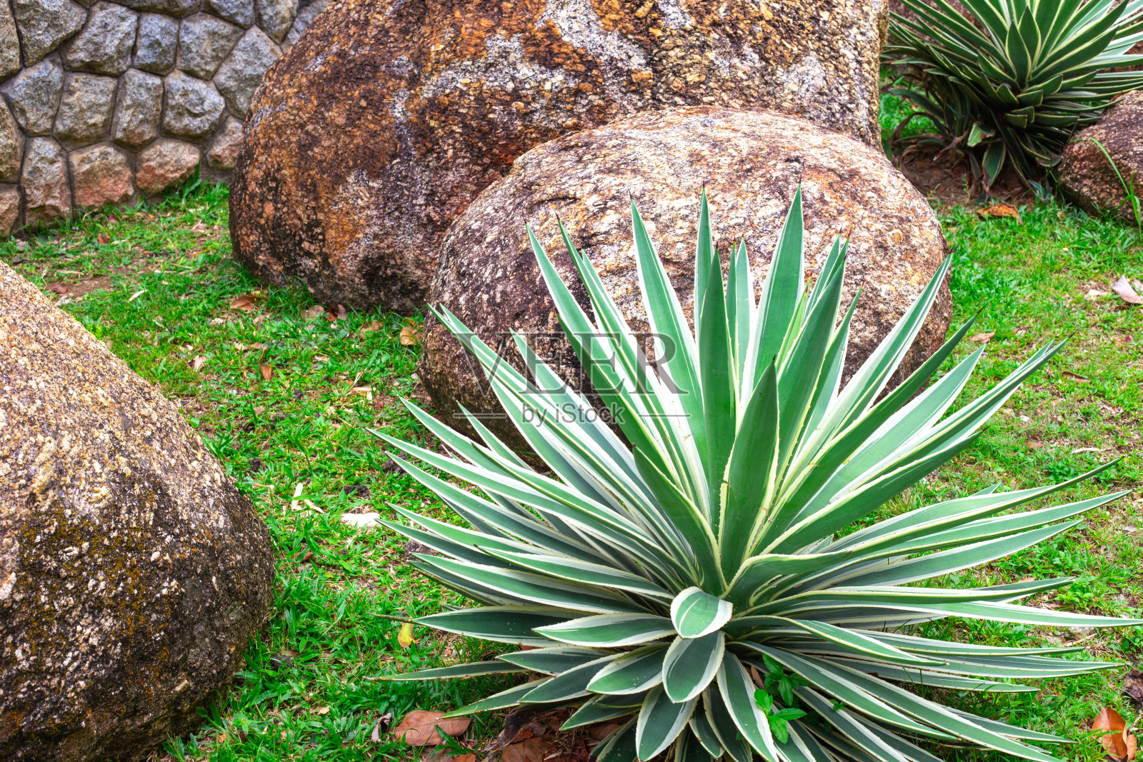 丝状丝兰生长在岩石中，叶子上有白色脉纹。美化一个花园的地块照片摄影图片