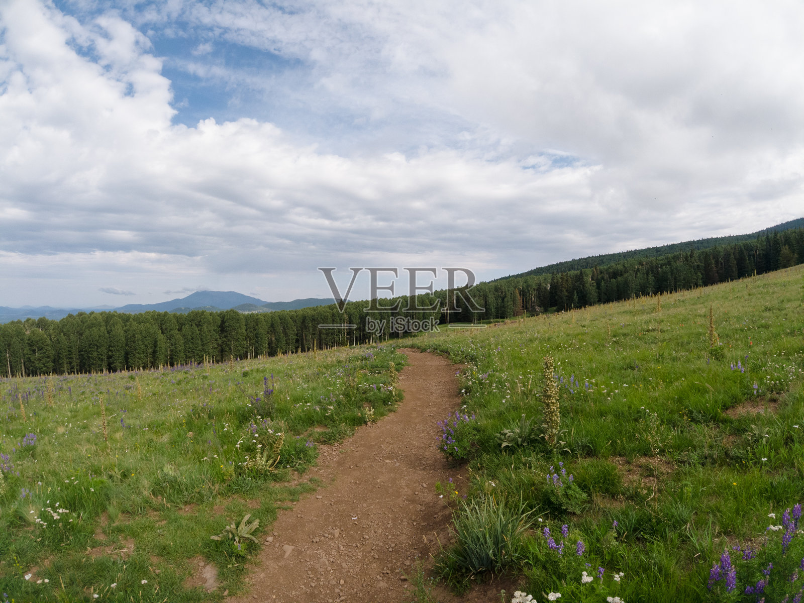 穿过草地的小径，最后进入森林。照片摄影图片