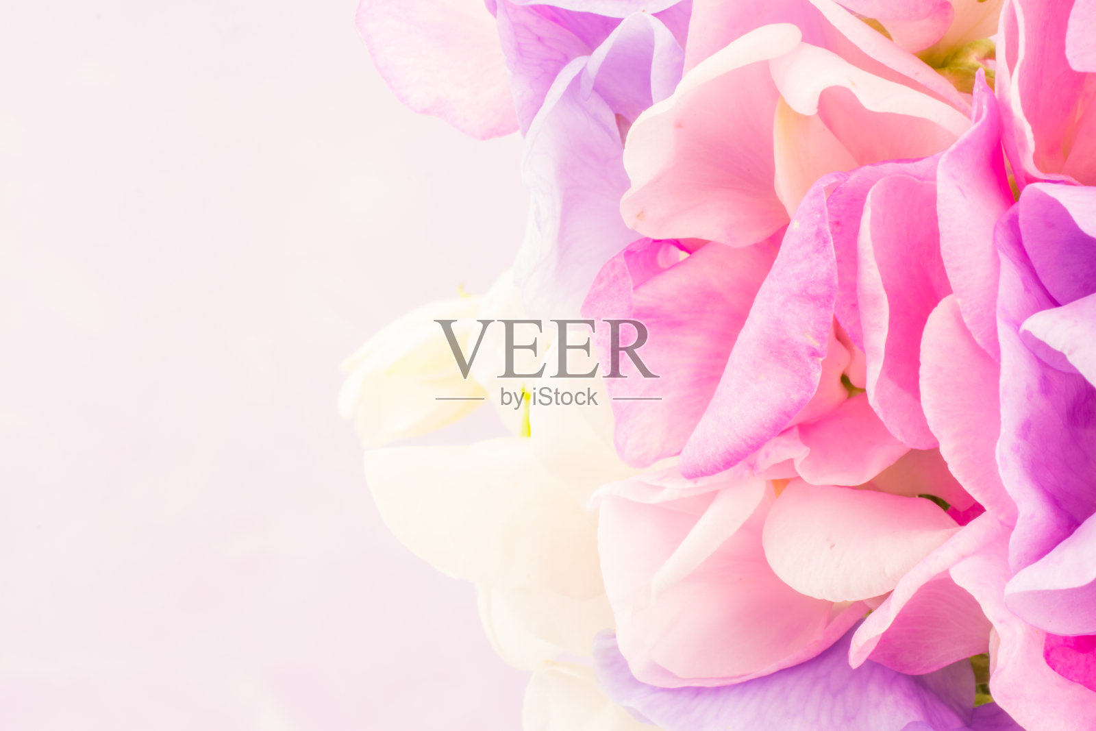 香豌豆，五彩缤纷的花束照片摄影图片