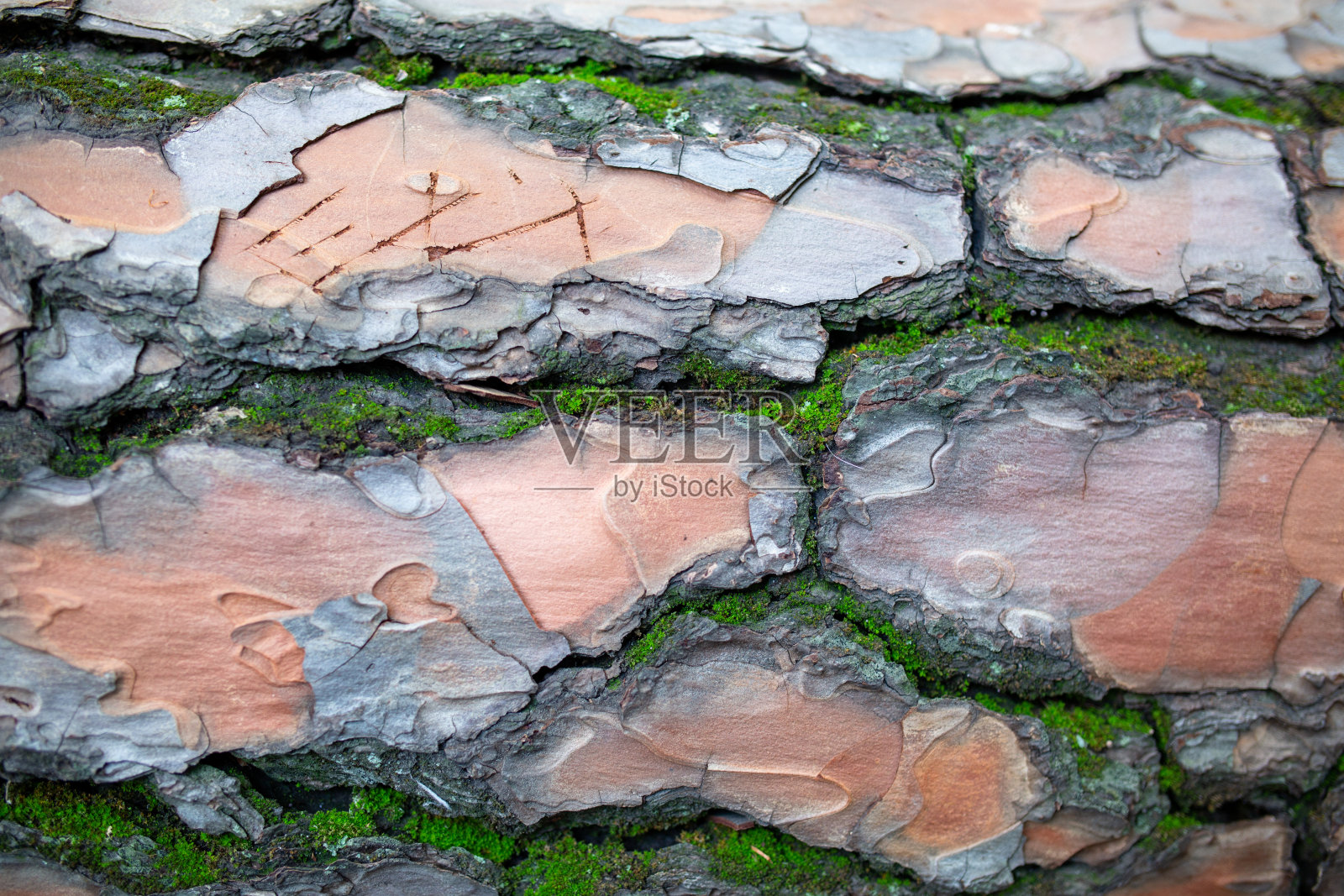 树纹背景的树皮在夏天的一天照片摄影图片