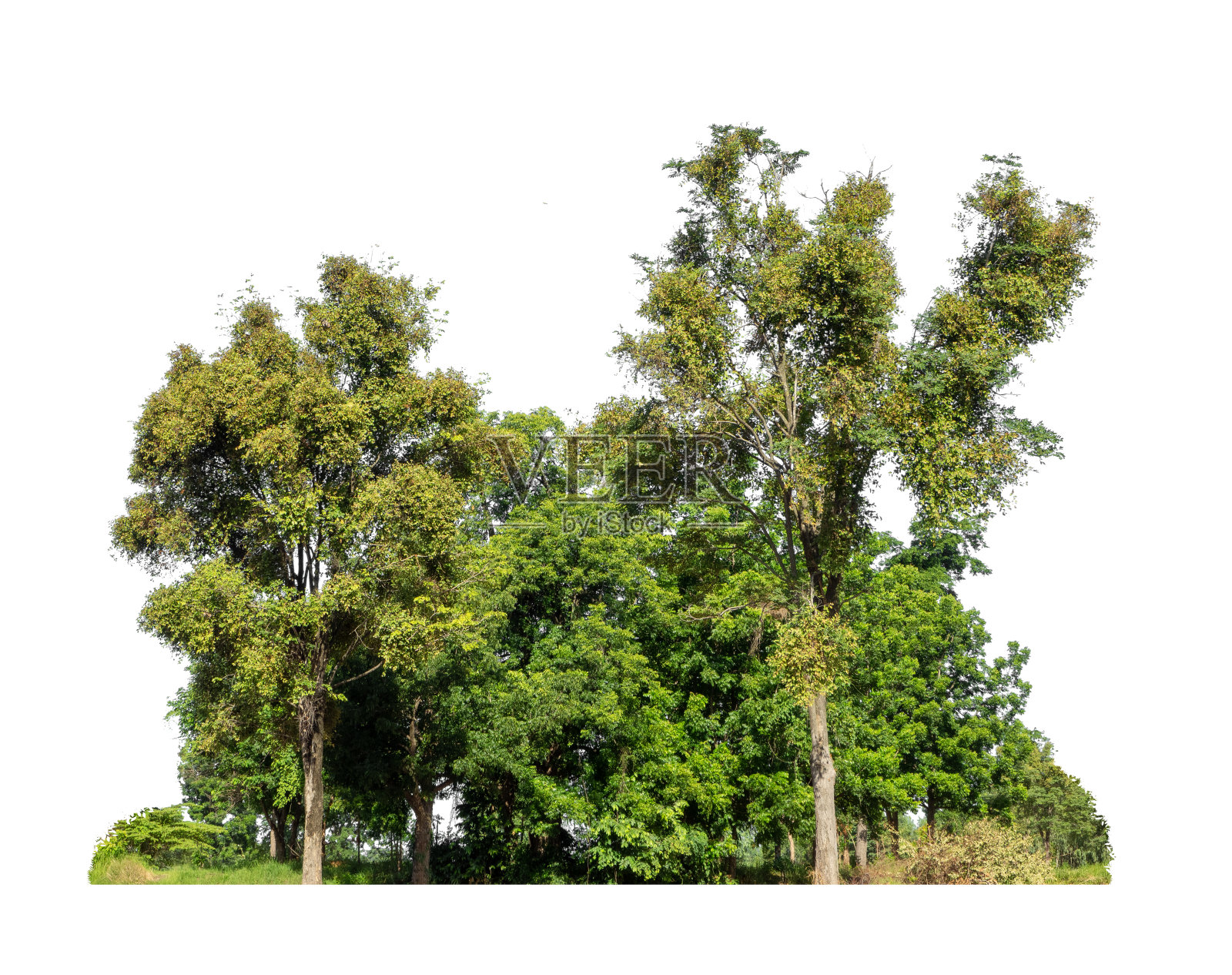 绿色的树孤立在白色的背景上。夏季的森林和树叶是否适合印刷和网页照片摄影图片