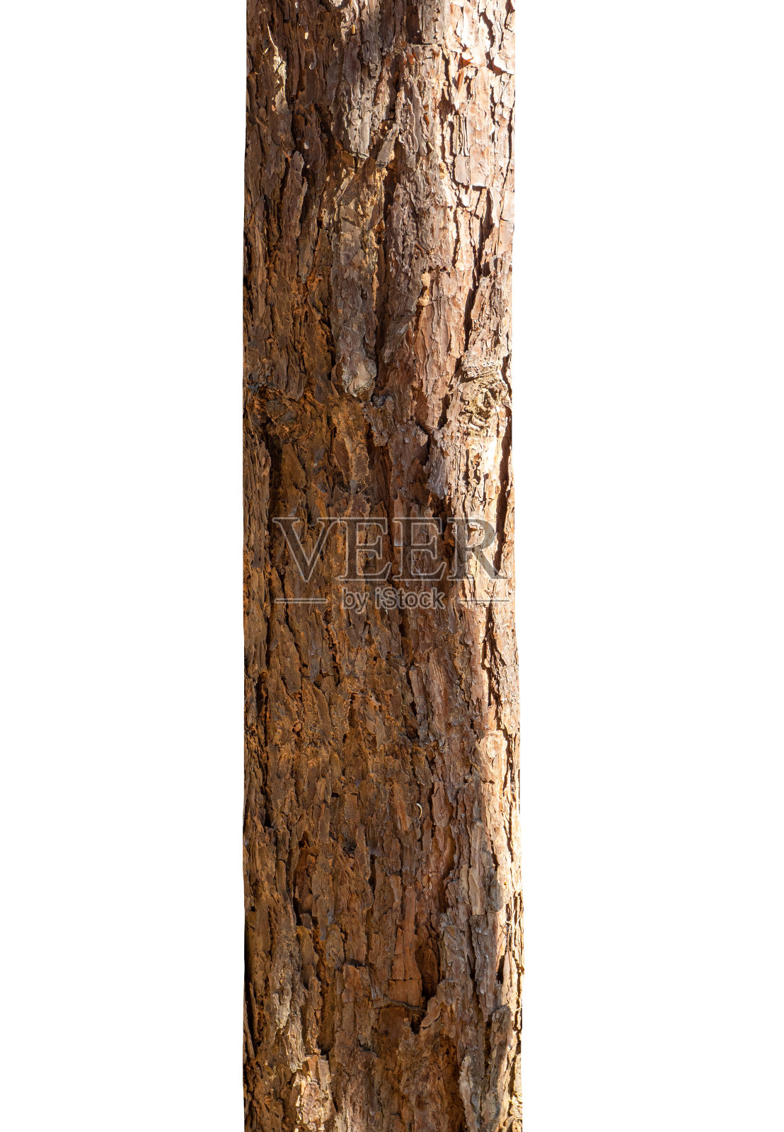 树干孤立在白色背景上的一棵树照片摄影图片