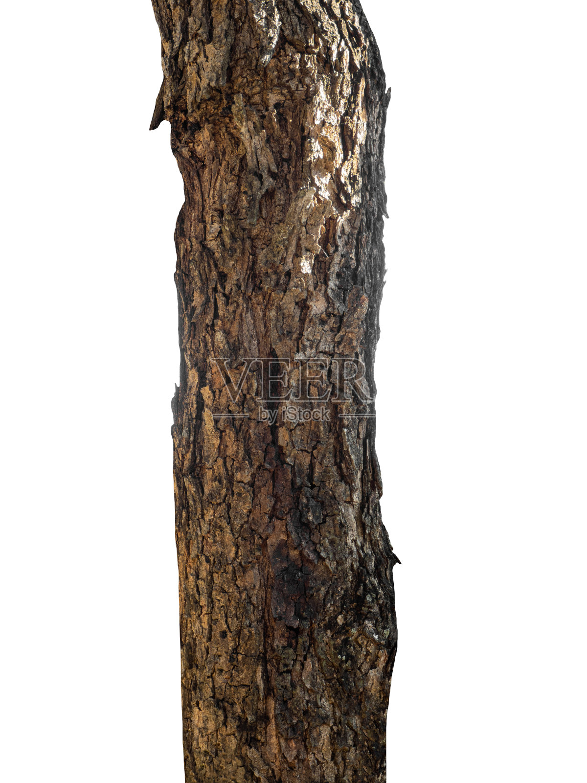 树干孤立在白色背景上的一棵树照片摄影图片