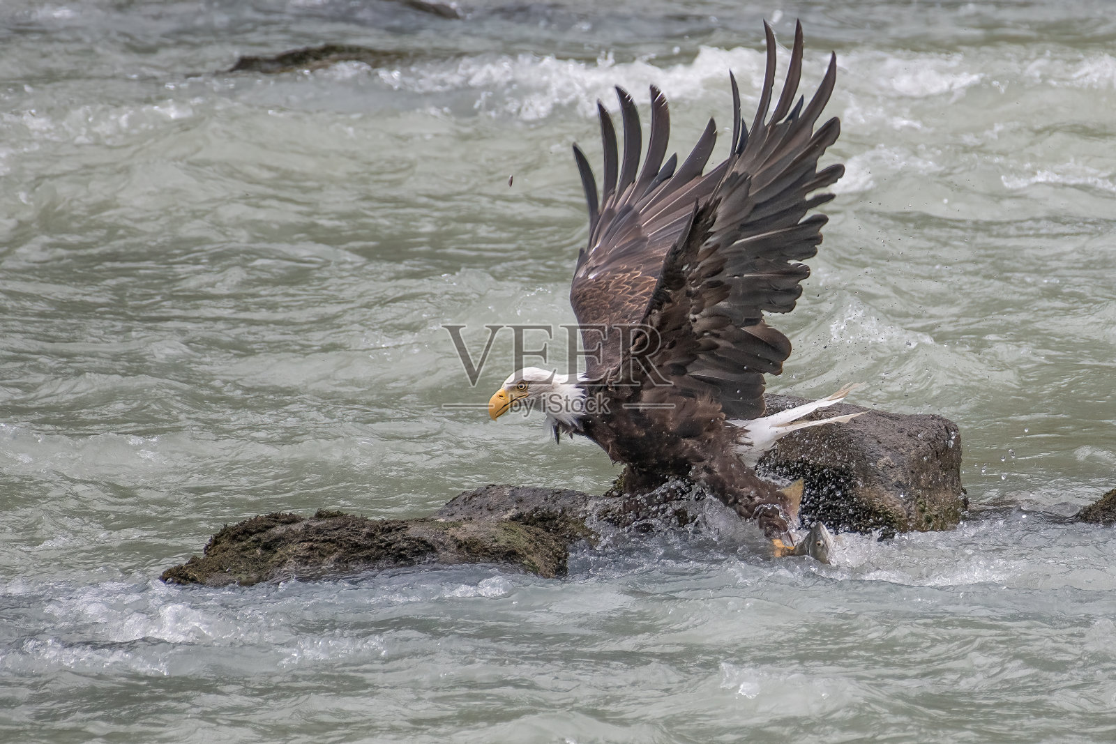 秃鹰抓住了一条鱼，它的左爪有一部分是露出水面的照片摄影图片