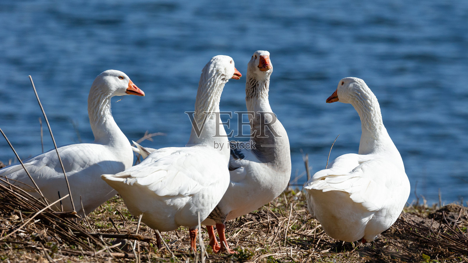 四只雪雁站在湖边照片摄影图片