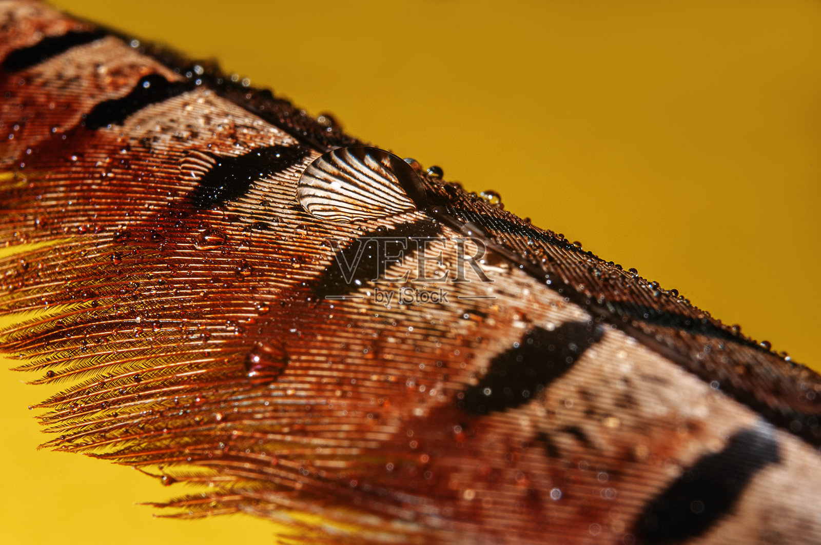 水滴在雉鸡的羽毛上。在黄色背景上的彩色雉鸡羽毛上的水滴的微距镜头。照片摄影图片
