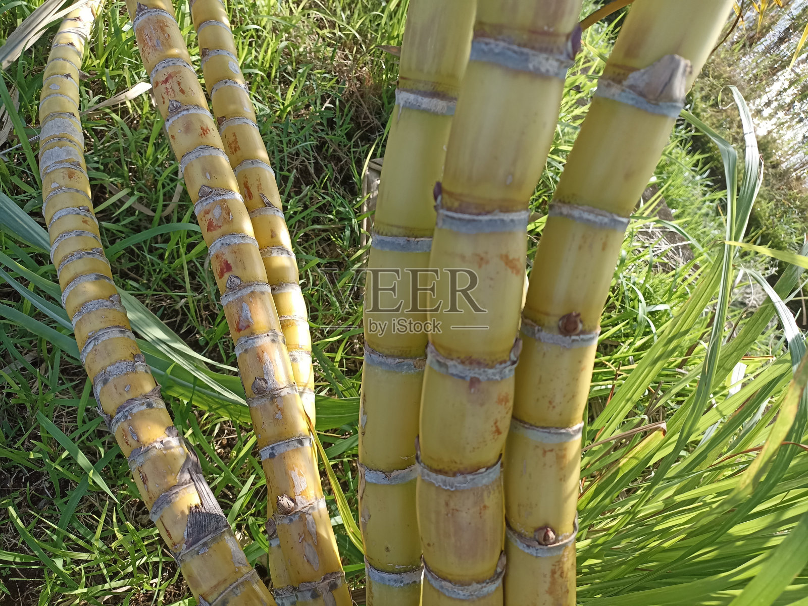 黄色的甘蔗树。照片摄影图片