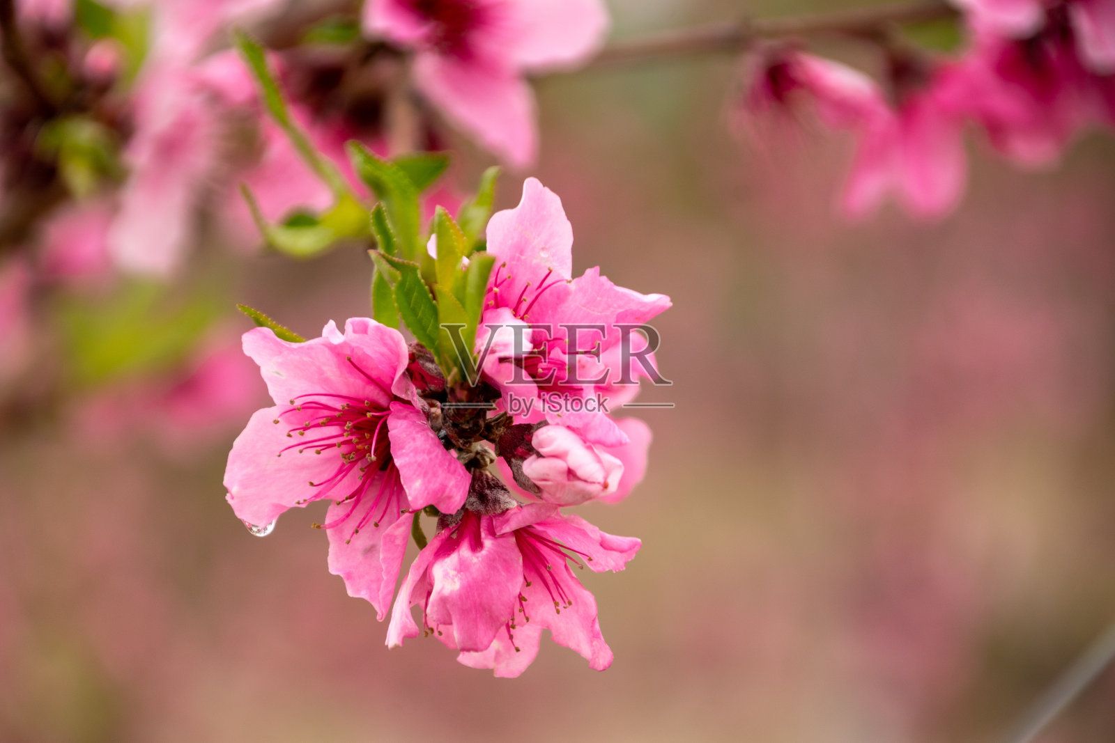 桃花。开花的树。粉色和绿色照片摄影图片