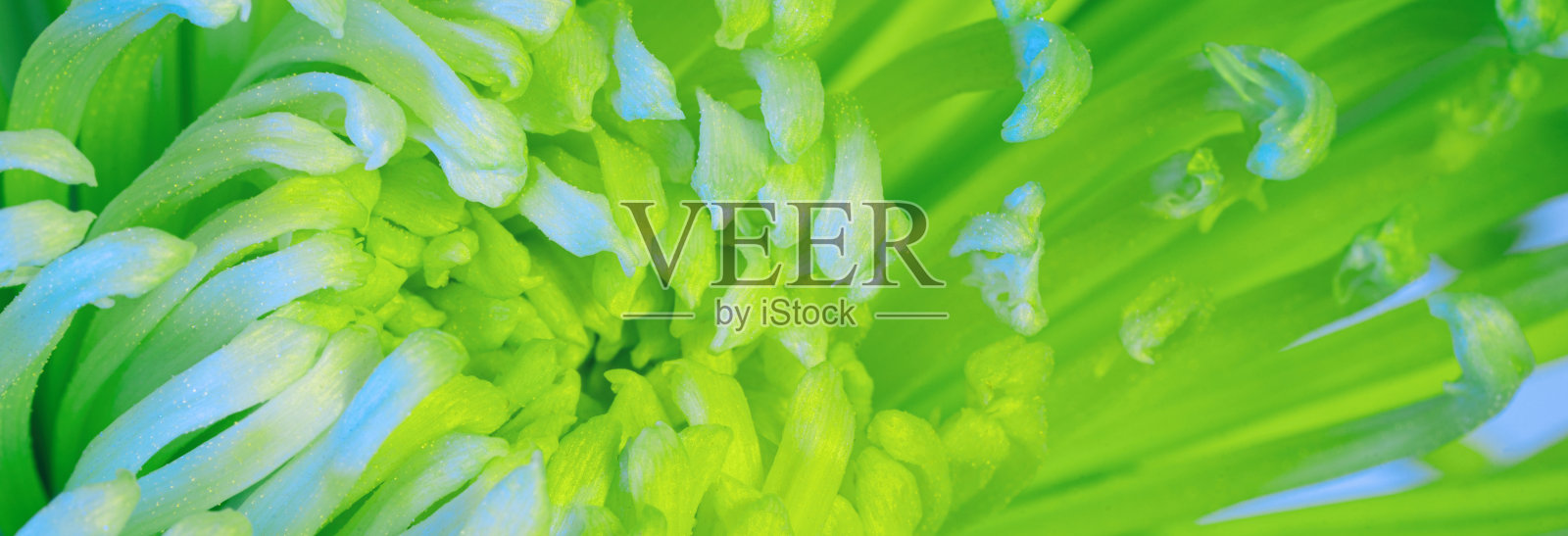 菊花的特写照片。抽象的背景照片摄影图片