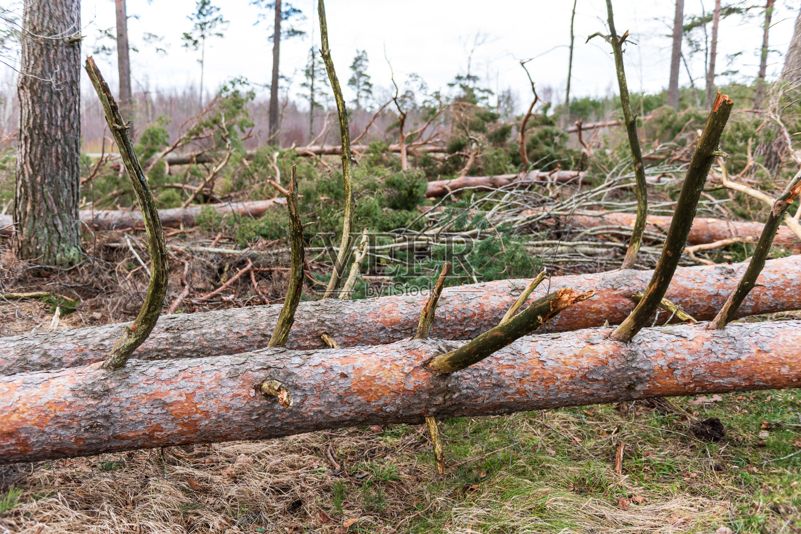 森林里倒下，连根拔起的松树。暴风雨过后，一棵成年树倒在地上。树根。照片摄影图片