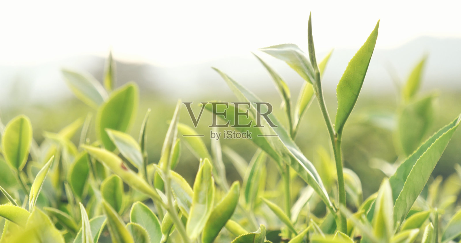 新鲜的绿茶树叶在生态草药农场。茶园晨光下的树。清新的草本绿色天然花园农田。饮用有机的舒缓健康植物。农场的绿茶树照片摄影图片