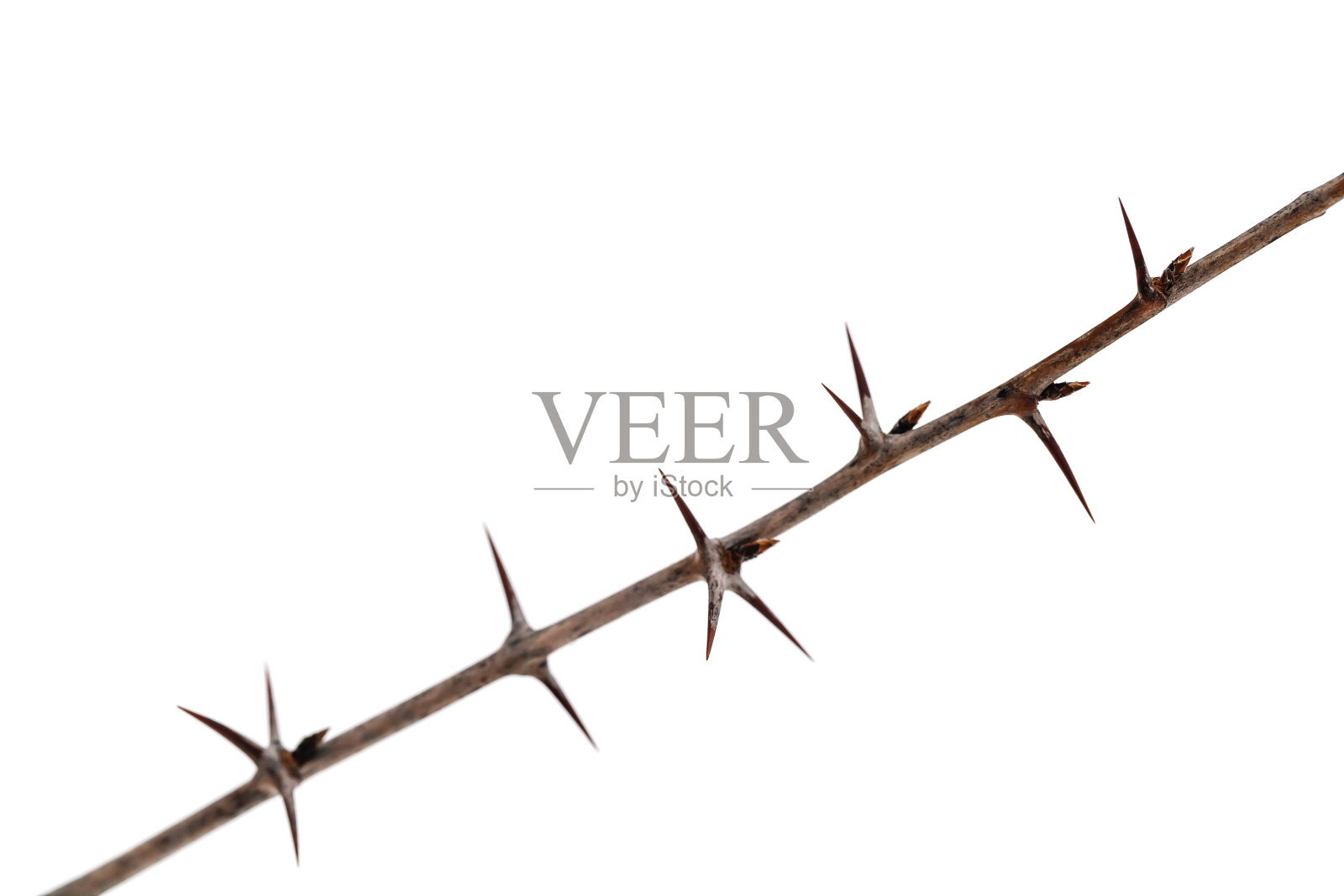 白色背景上的干燥带刺醋栗树枝照片摄影图片
