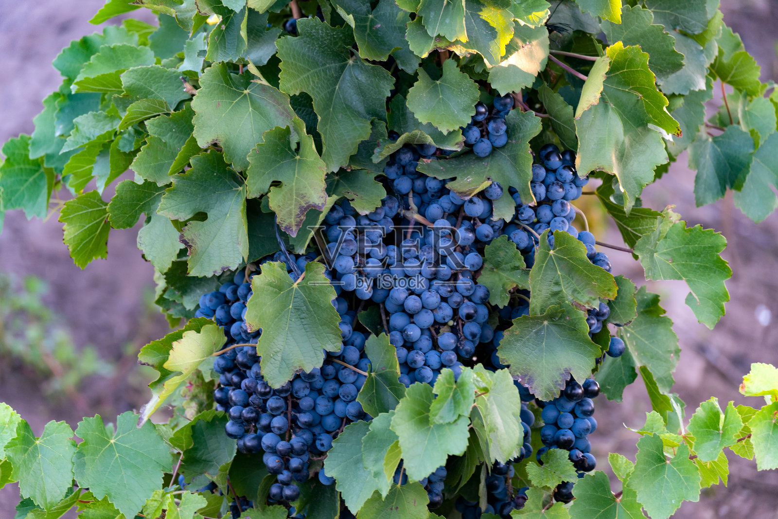 阿根廷门多萨的马尔贝克葡萄园。照片摄影图片