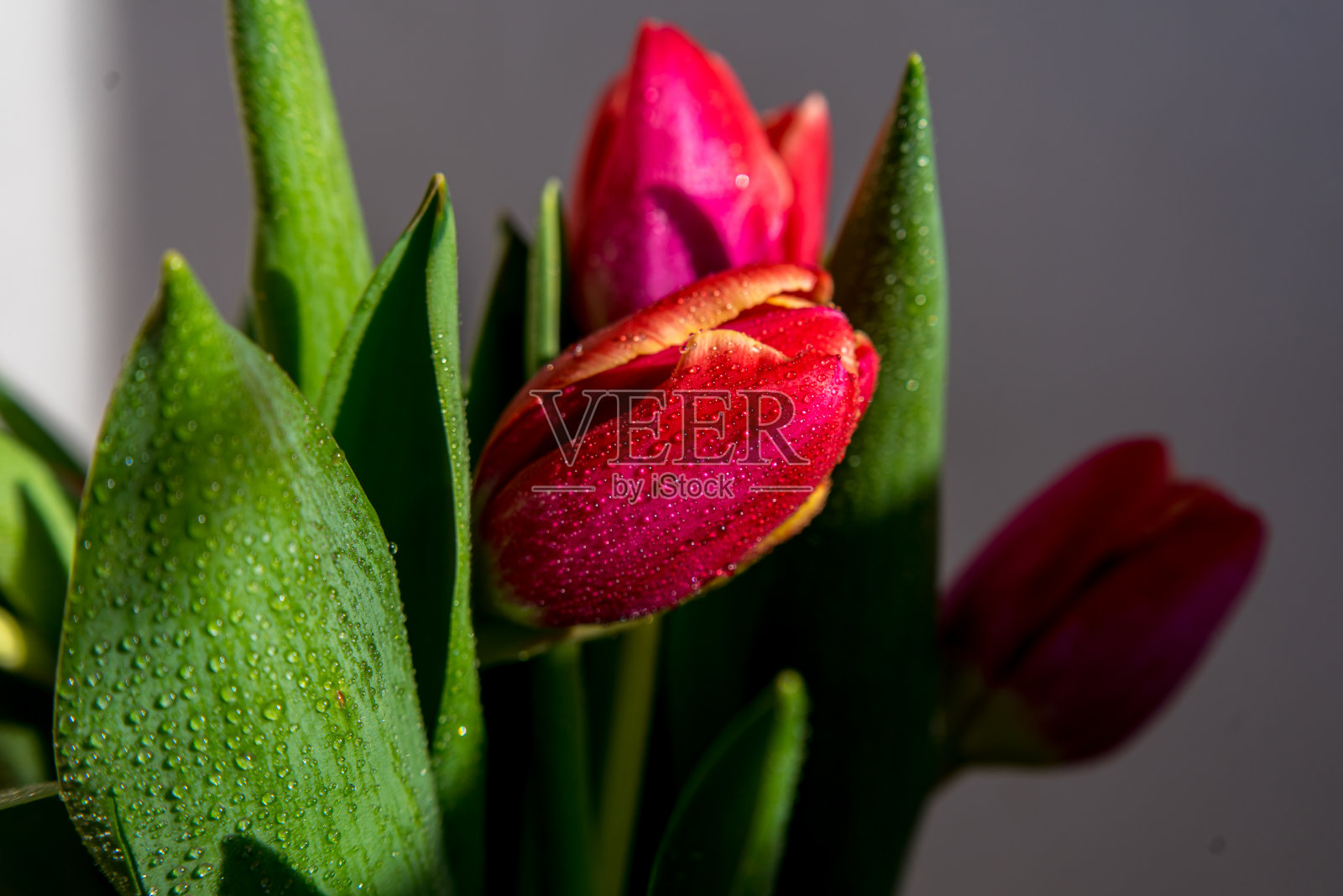 粉色郁金香的特写横幅，工作室照片照片摄影图片