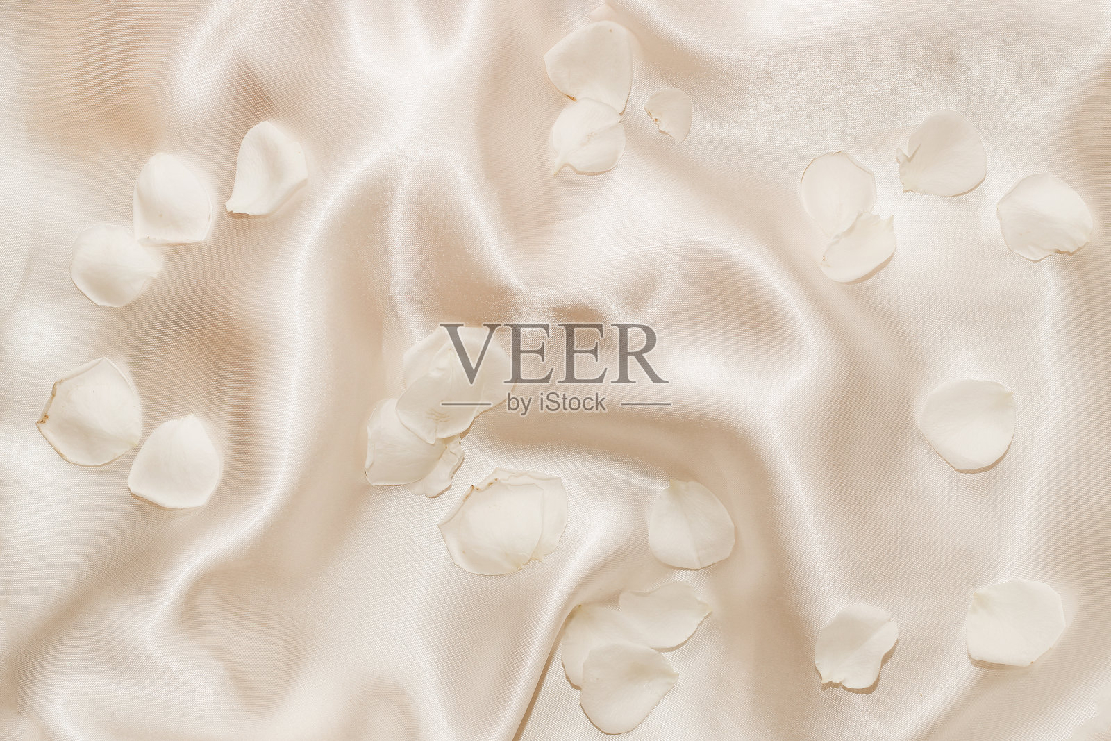 白色玫瑰花瓣在丝绸米色的背景，文字的空间照片摄影图片