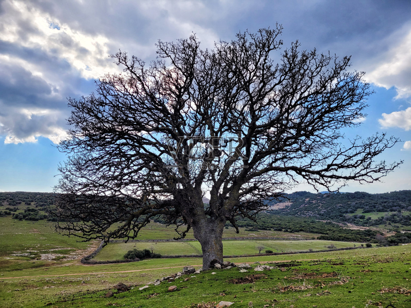 树枝干枯，天空多云的树照片摄影图片