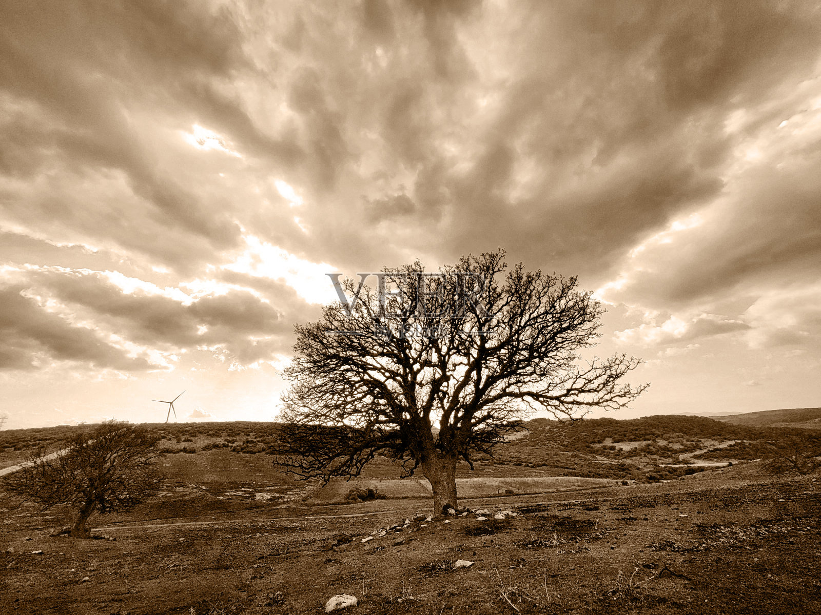 树枝干枯，天空多云的树照片摄影图片