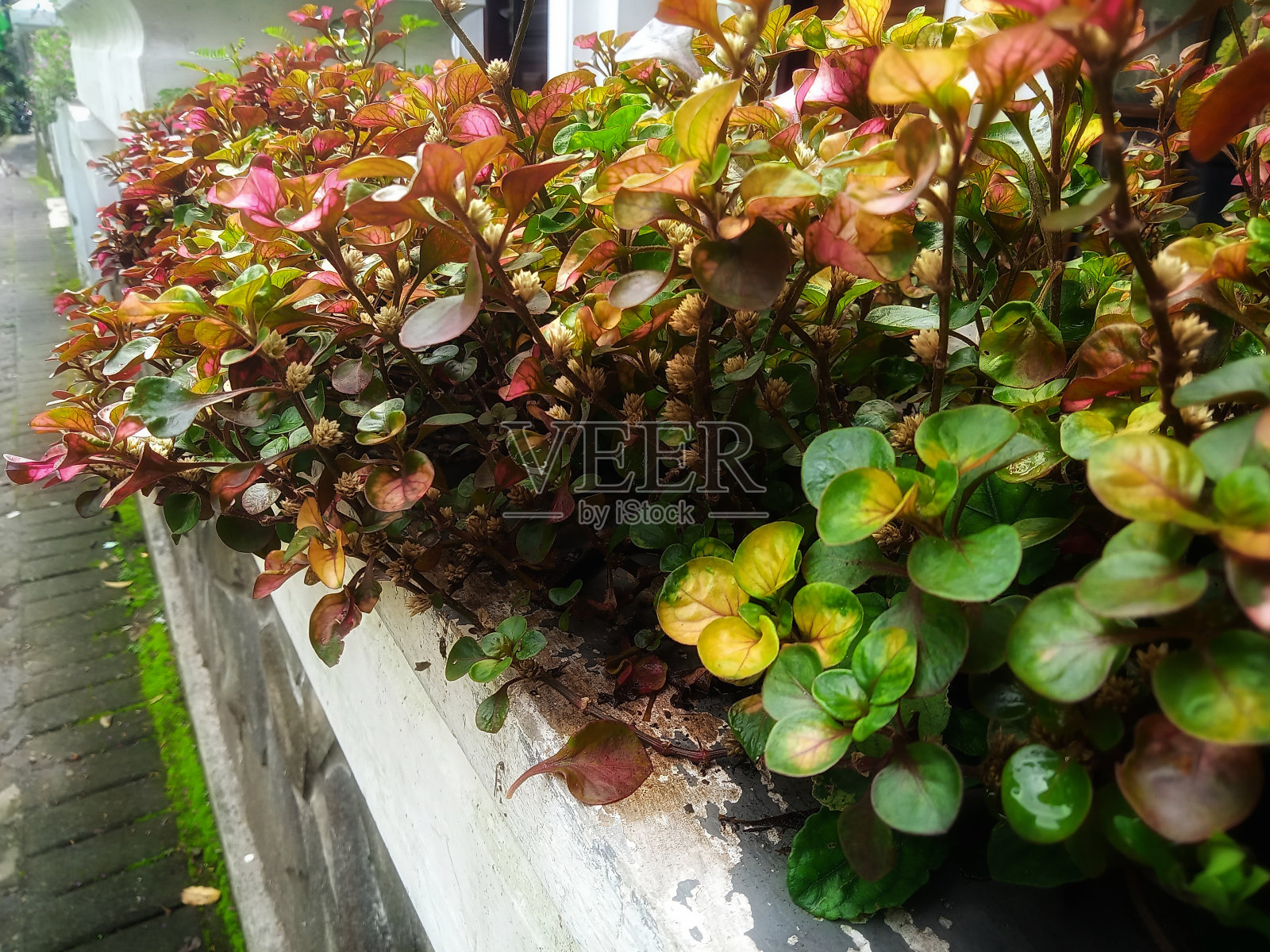 其中,照片摄影图片